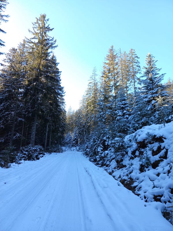 verschneiter Waldweg